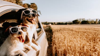 Two dogs hanging out of a window wearing sunglasses, looking over a field of barley