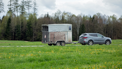 A car towing along a horsebox trailer