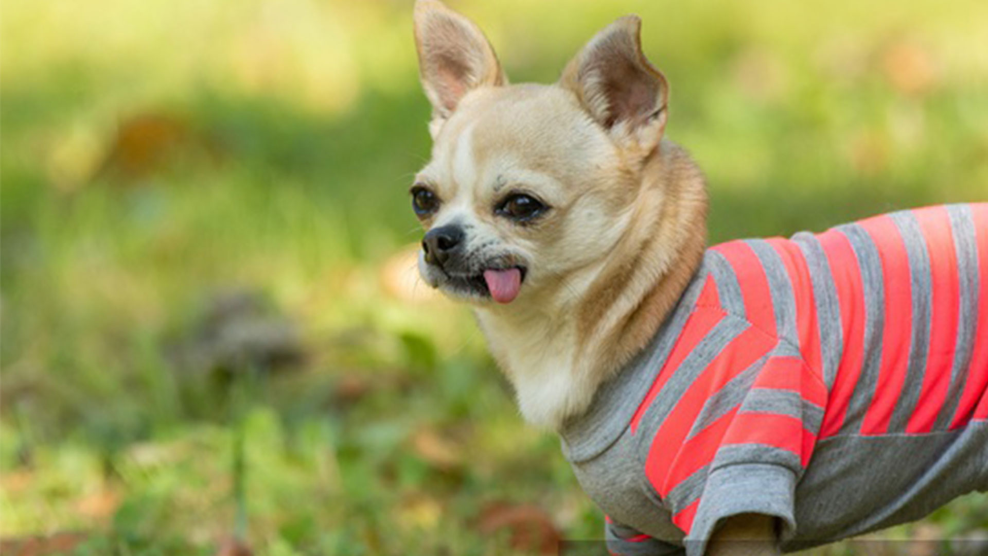 Dog (chihuahua) in jumper sticking tongue out