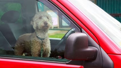 Dog in car