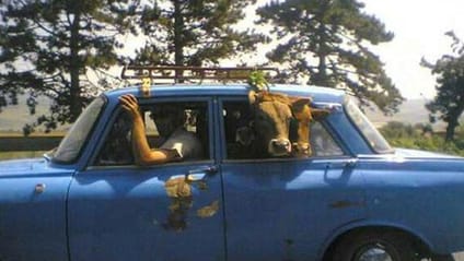 Animals in cars: the follow-up 