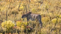 Top Gear saves the rhinos in South Africa Volkswagen Amarok