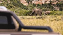 Top Gear saves the rhinos in South Africa Volkswagen Amarok