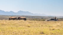 Top Gear saves the rhinos in South Africa Volkswagen Amarok