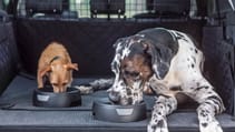 lr_petpacks_05_bowl_240818.jpg