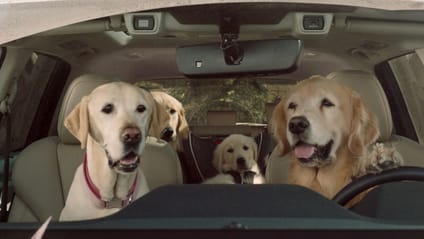 dogs in cars top gear