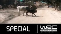 World Champion rally driver finds COWS in the road!