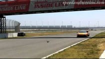 GO Squirrel GO!!! one lucky squirrel with a close call with a Lamborghini LP670-4 SV