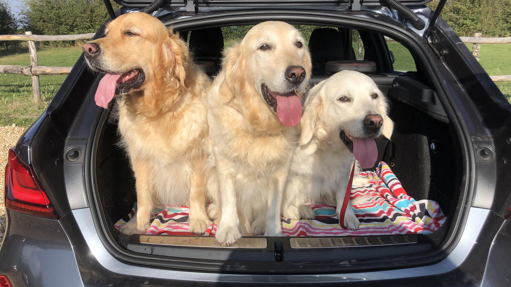 Three Golden Retrievers in the boot of a BMW 128ti