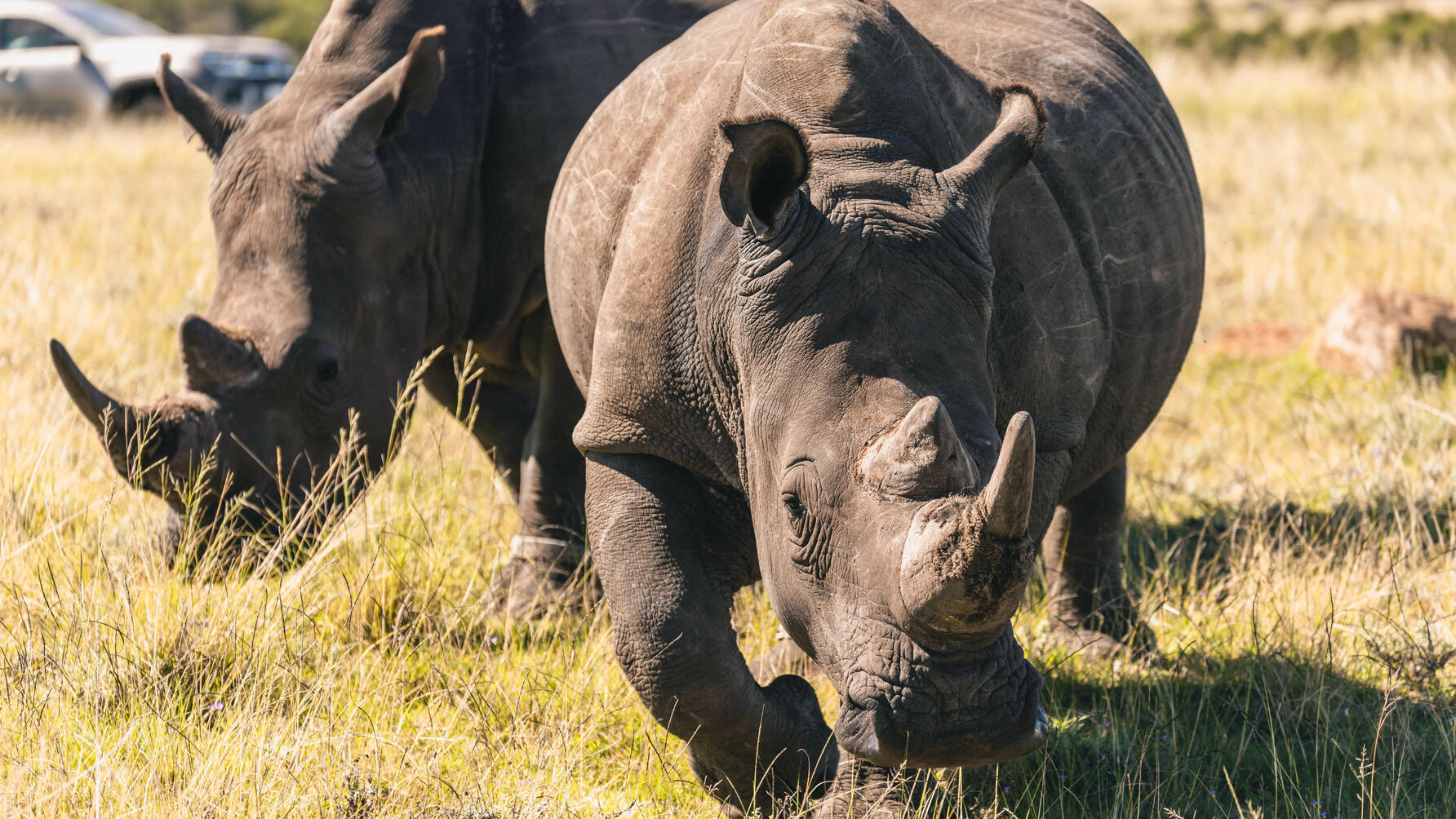 Top Gear saves the rhinos in South Africa Volkswagen Amarok