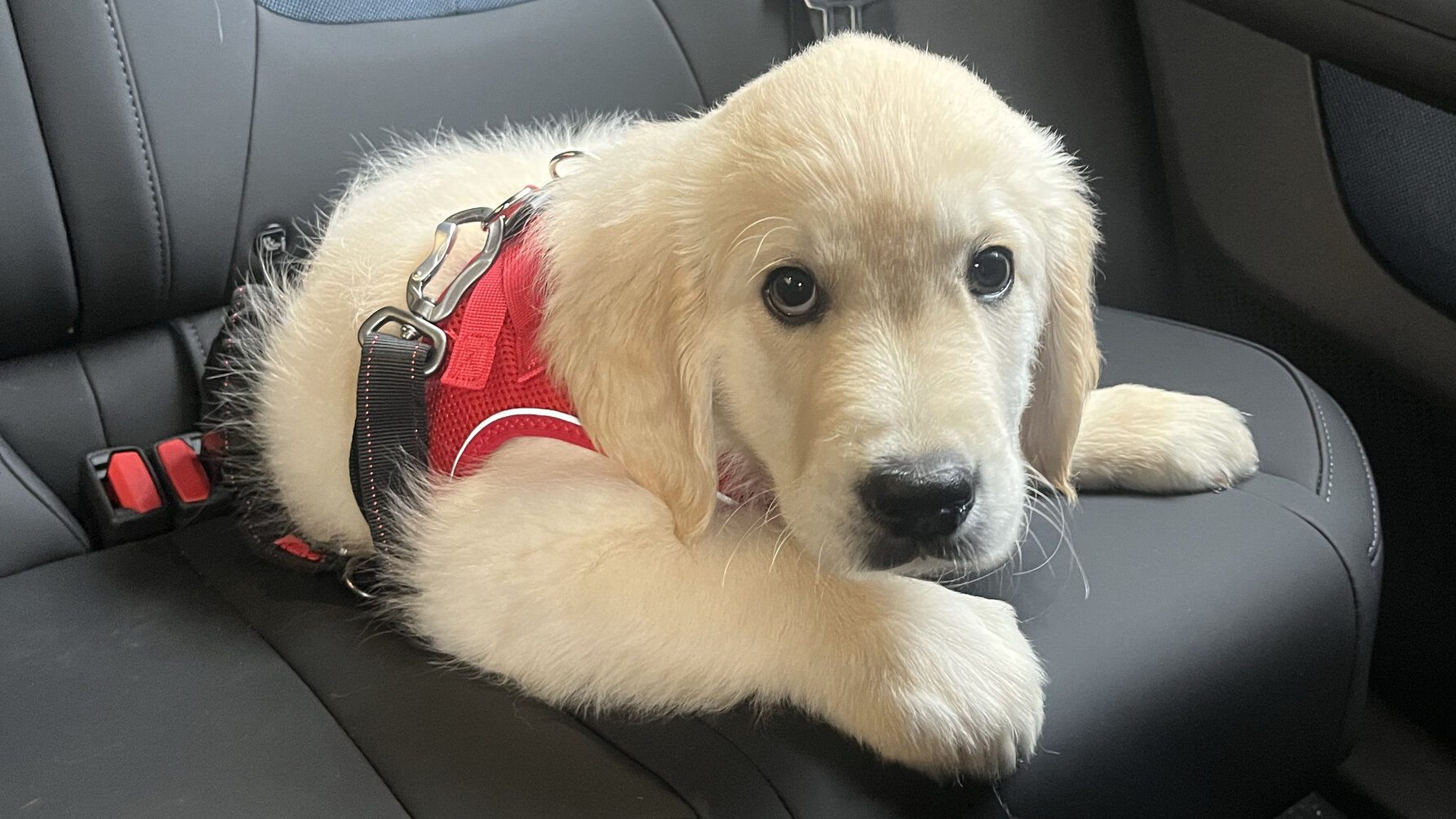 A Golden Retriever in a Volvo EX30