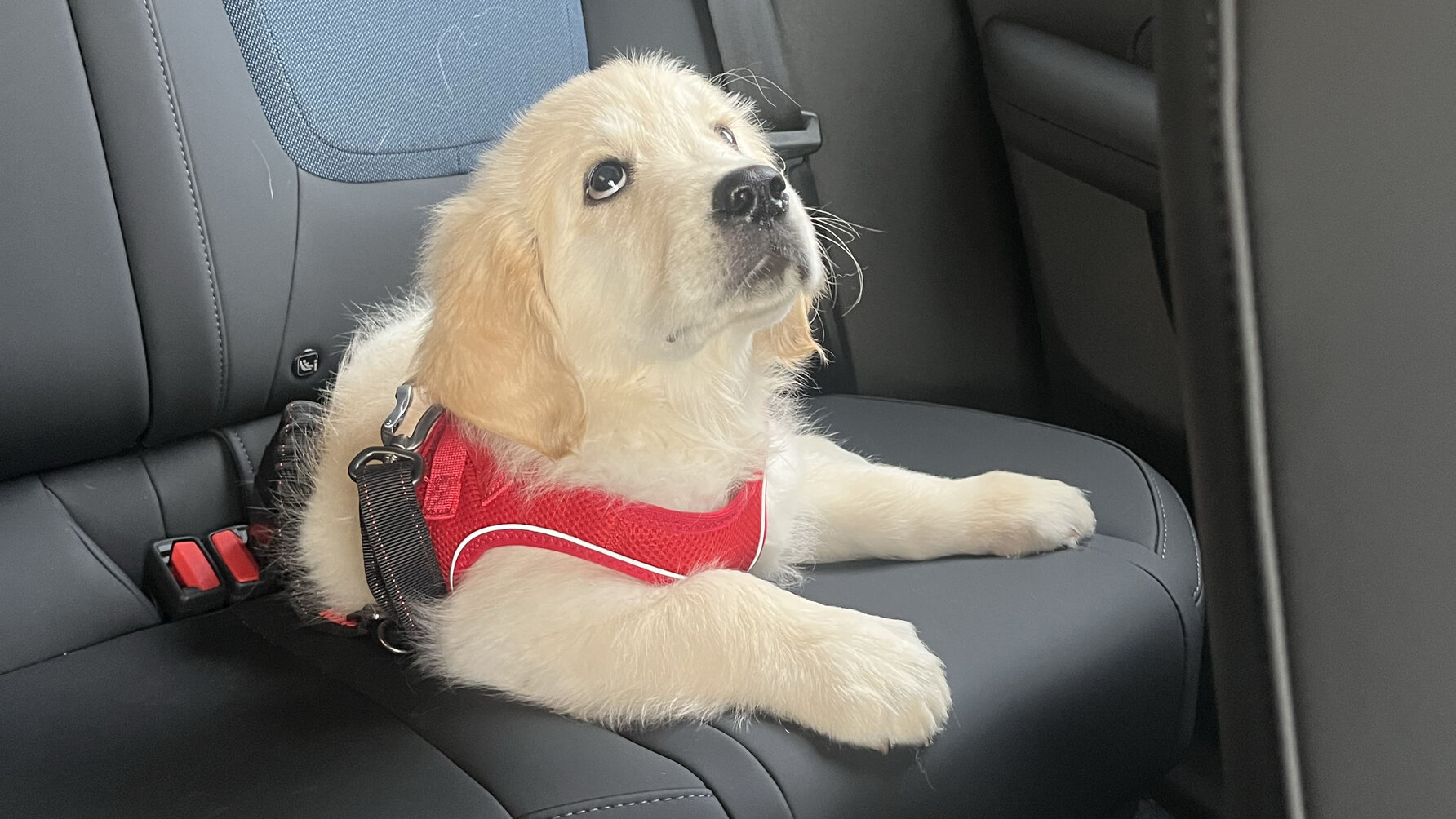 A Golden Retriever in a Volvo EX30