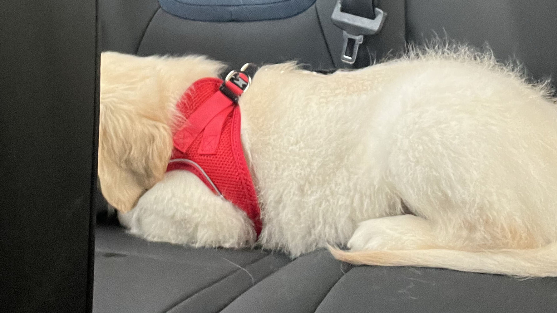 A Golden Retriever in a Volvo EX30